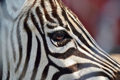 Close-up of zebra outdoors