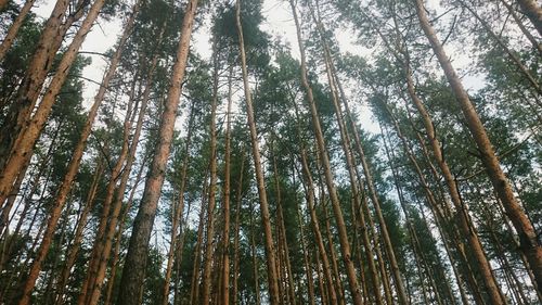 Low angle view of trees in forest