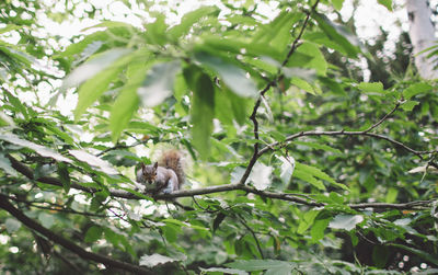 Low angle view of a squirrel