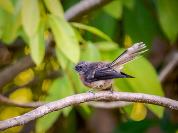 Close-up of bird perching on branch