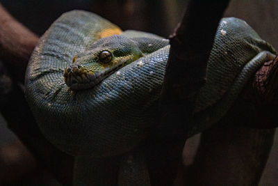 Close-up of snake