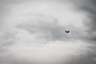 Low angle view of bird flying in sky