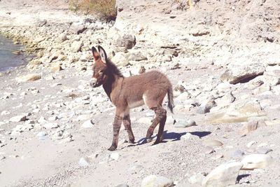 Side view of donkey walking at lakeshore