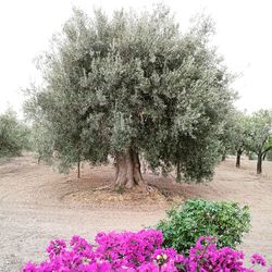 Pink flowers blooming in park