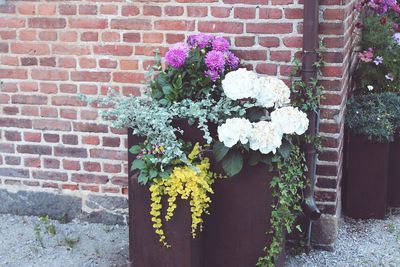 Flowers growing on potted plant against brick wall