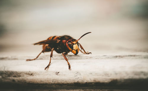 Close-up of insect