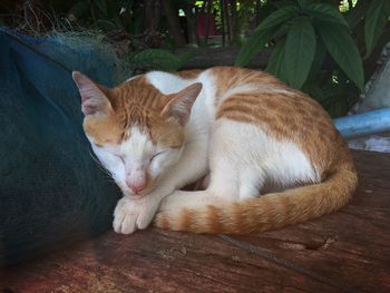 Close-up of ginger cat sleeping