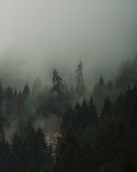 Trees in forest against sky during foggy weather