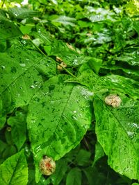 Close-up of wet leaves on rainy day