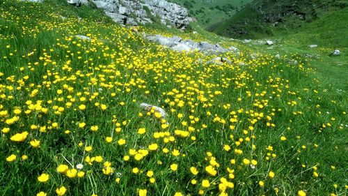 Yellow flowers blooming on field