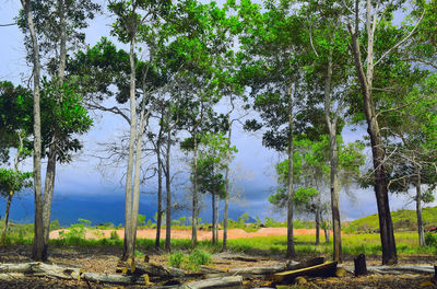 Trees on field against sky