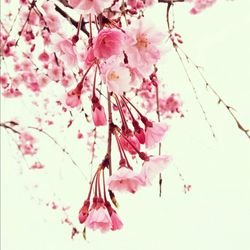 Low angle view of pink flowers