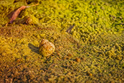 A snail shell on the beach covered with algae