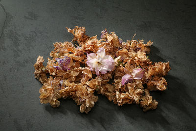 High angle view of flowering plant on table