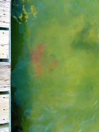 Close-up of turtle swimming in lake