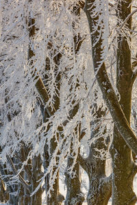 High angle view of wet plants during winter