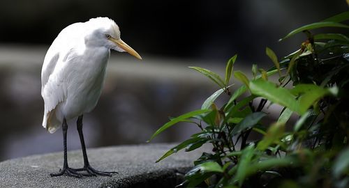 Close-up of heron