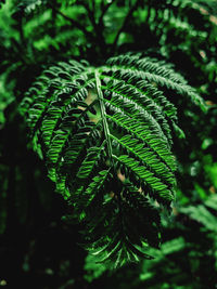 Close-up of fern leaves