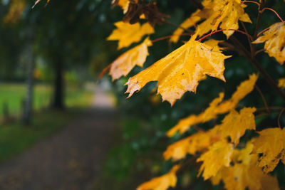 Close-up of yellow maple leaves on branch