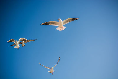 Low angle view of seagulls flying