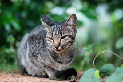 Close-up of a cat