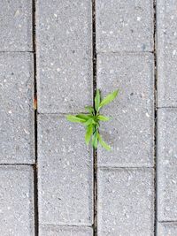 High angle view of plant growing on footpath