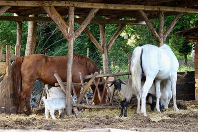 Horses grazing in ranch