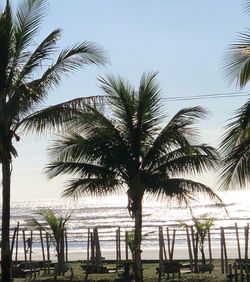 Palm trees on beach against clear sky