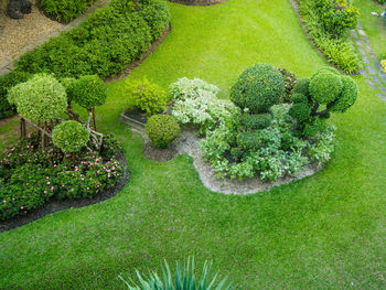 High angle view of plants in garden