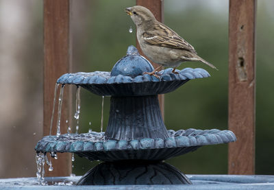 Close-up of sparrow drinking water from fountain