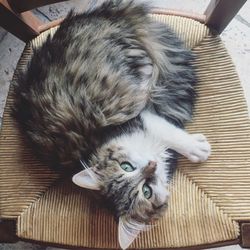 High angle portrait of cat lying down