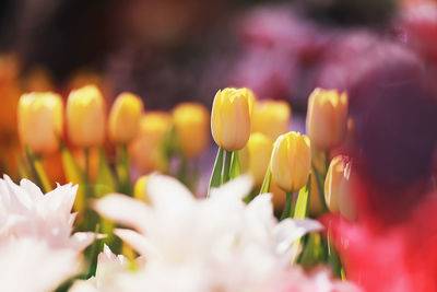 Close-up of yellow tulips