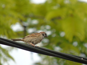 Close-up of bird perching on railing