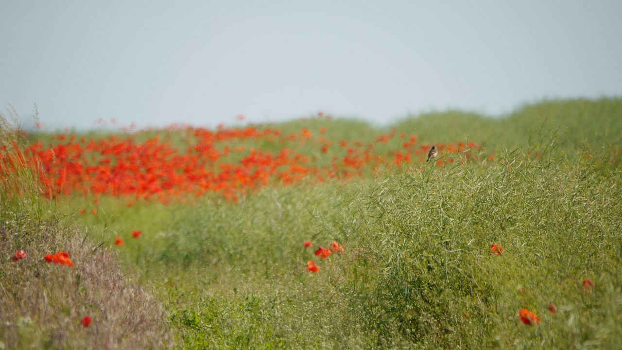 field, flower, growth, freshness, beauty in nature, agriculture, clear sky, landscape, rural scene, nature, red, plant, tranquil scene, poppy, tranquility, grass, copy space, scenics, farm, abundance