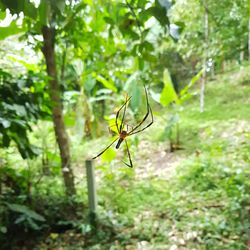 Close-up of insect on tree