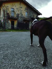 Horse on house against sky