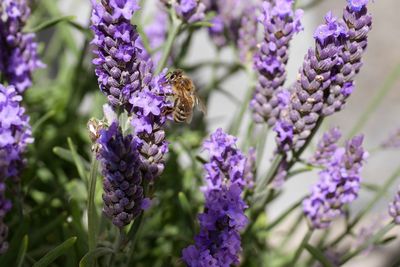 Close-up of bee on lavender