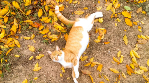 High angle view of ginger cat on field