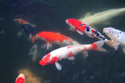 High angle view of koi carps swimming in sea