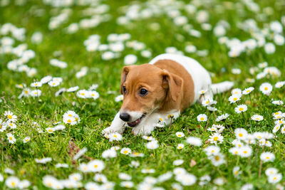 View of a dog on field