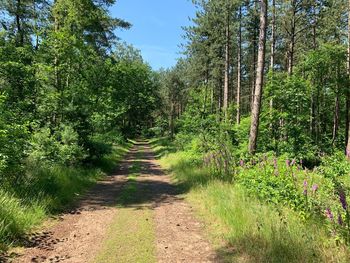 Road amidst trees in forest against sky
