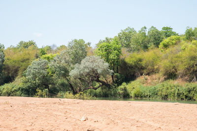 Trees on field against clear sky