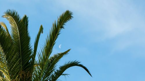 Low angle view of palm tree against blue sky