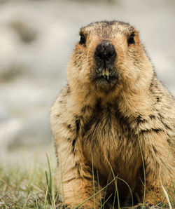 Close-up of an himalayan marmot on field