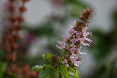 Close-up of purple flowering plant