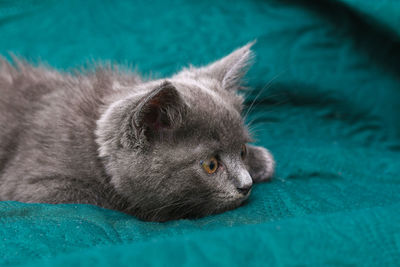 Close-up of cat looking away