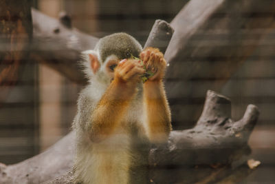 Monkey eating food