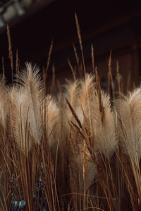 Autumn golden dry plant. natural organic autumnal background. the time of harvest.  thanksgiving.
