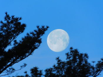 Low angle view of moon in sky