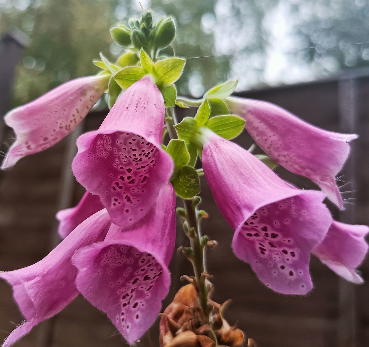 plant, flower, pink, flowering plant, freshness, beauty in nature, growth, nature, digitalis, close-up, petal, orchid, flower head, fragility, no people, focus on foreground, inflorescence, purple, plant part, leaf, blossom, outdoors, macro photography, magenta, day, springtime, botany